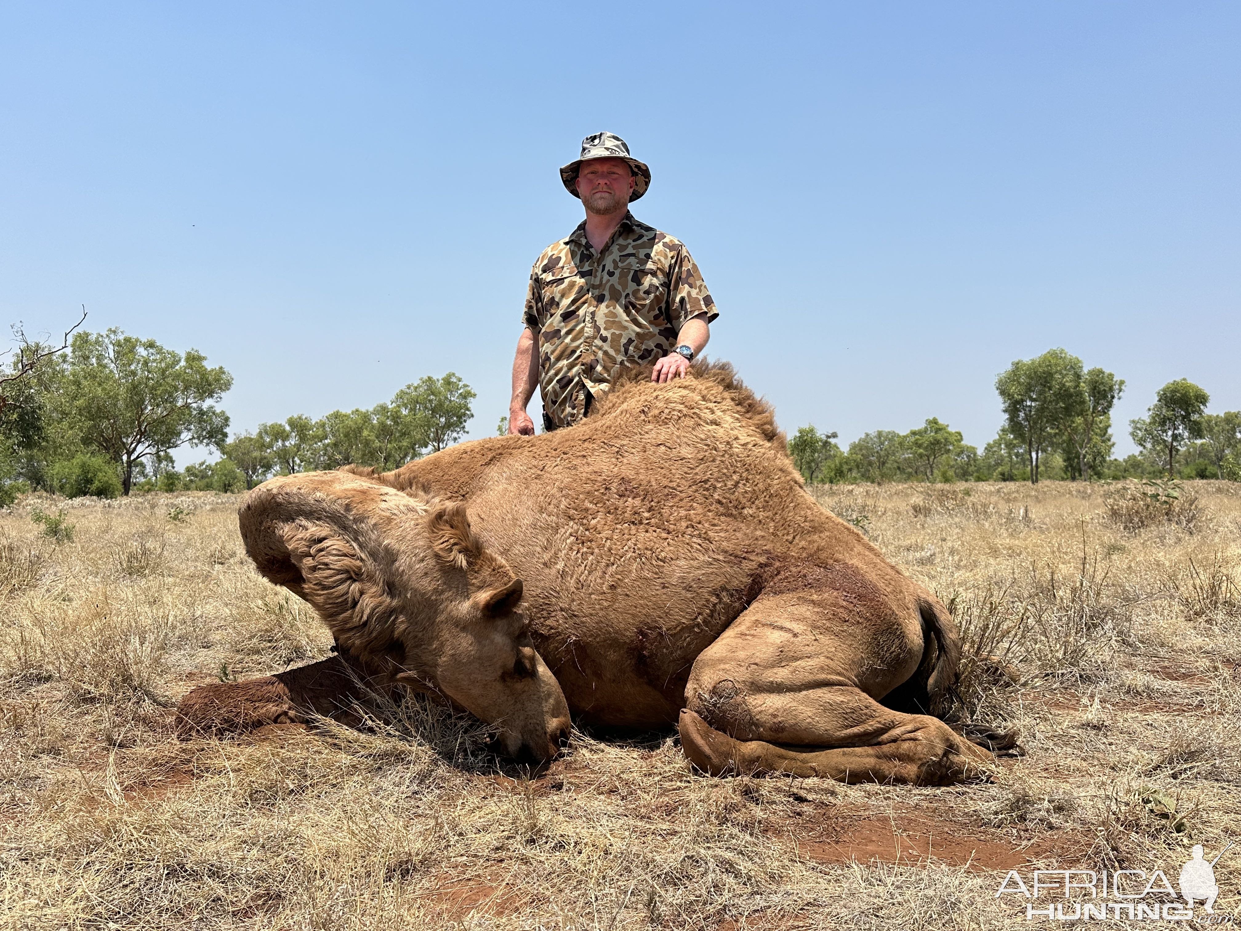 Camel Hunting Australia