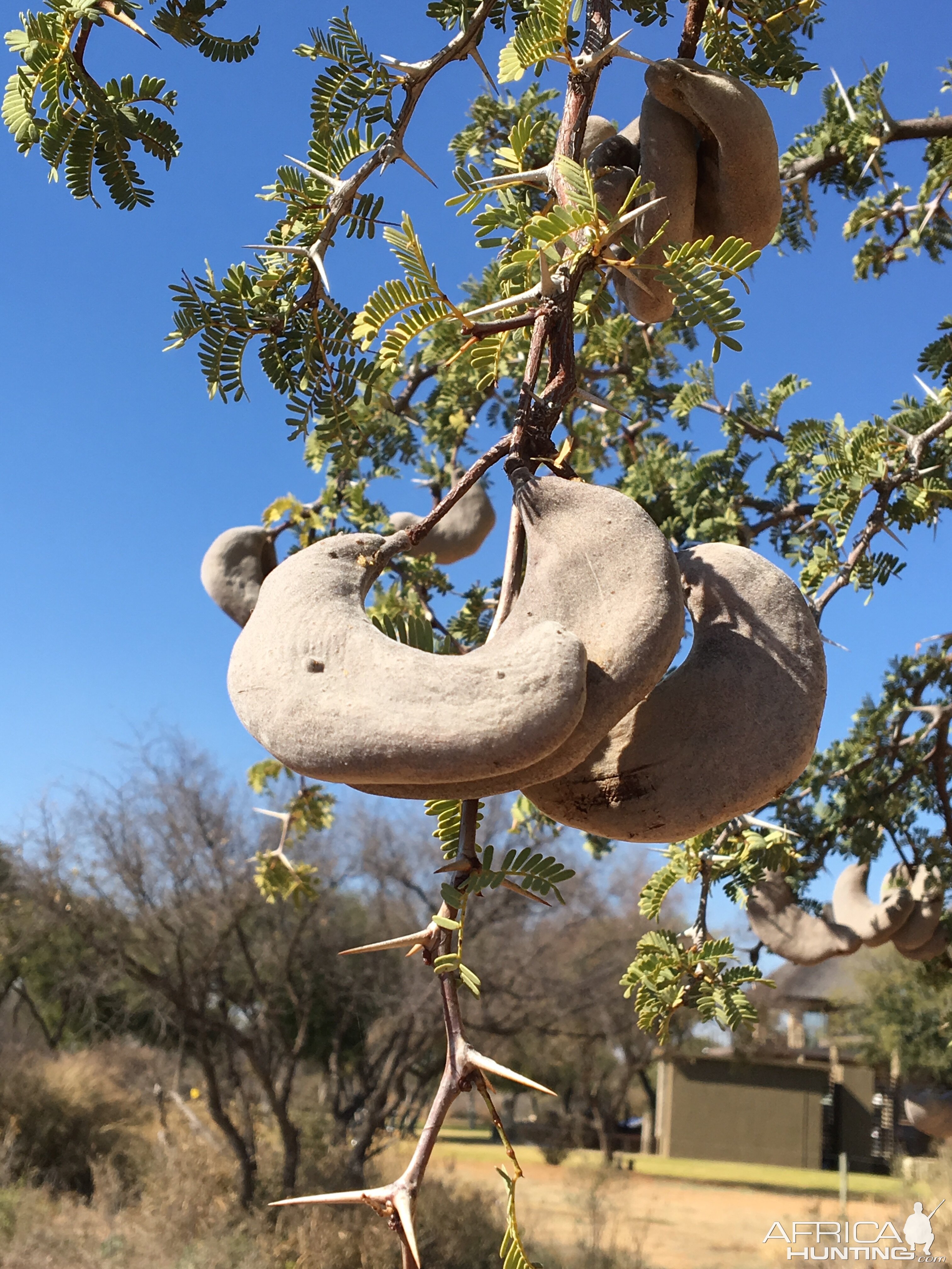 Camel Thorn Pods