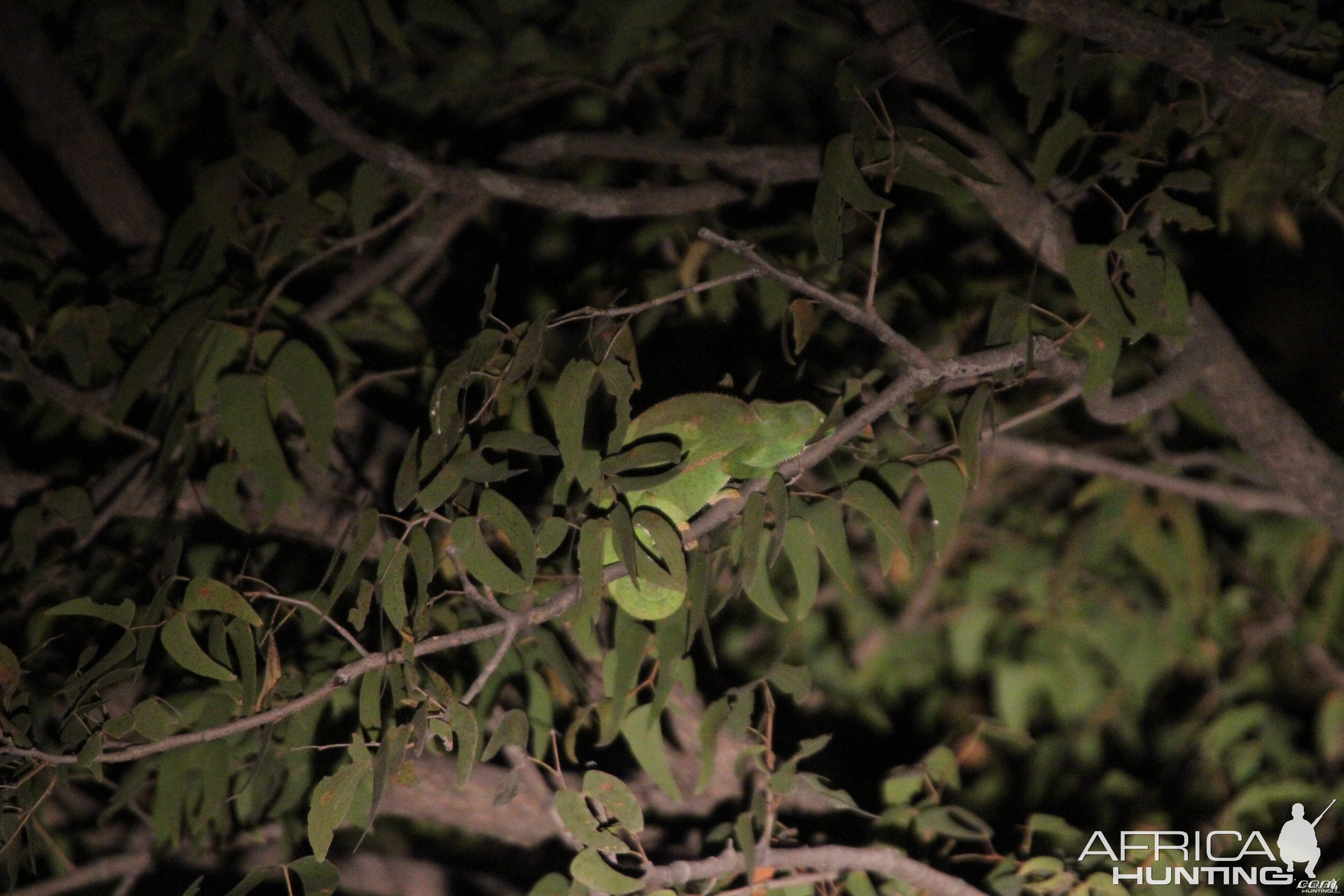 Cameleon at Etosha National Park