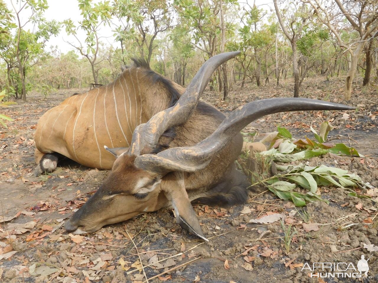 Cameroon Hunt Lord Derby Eland