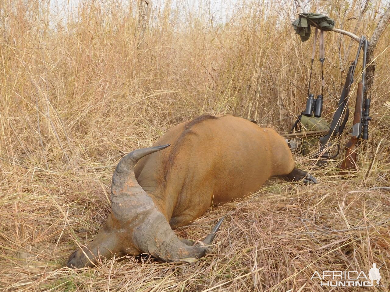 Cameroon Hunting West African Savanna Buffalo