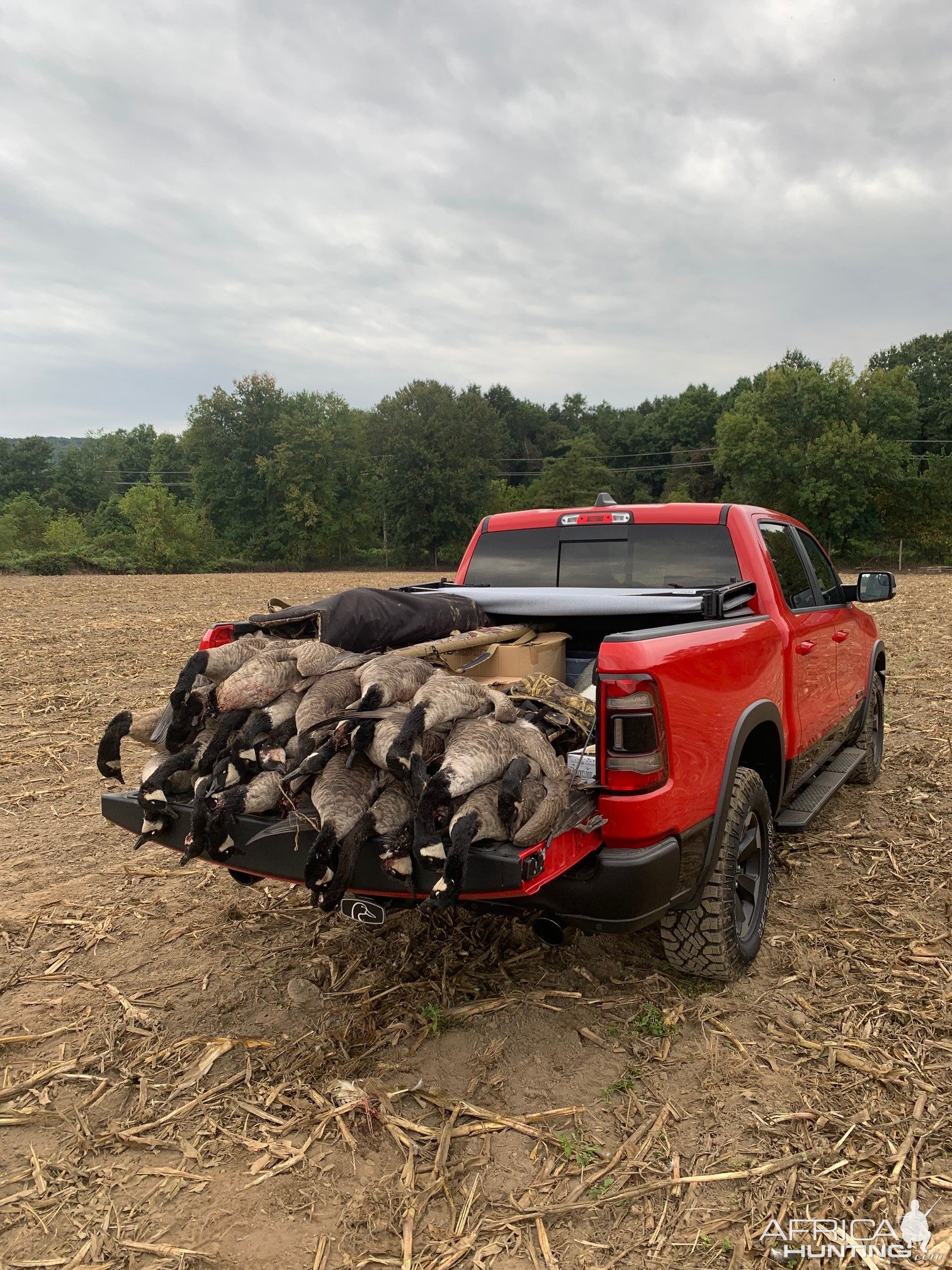 Canada Goose Hunting