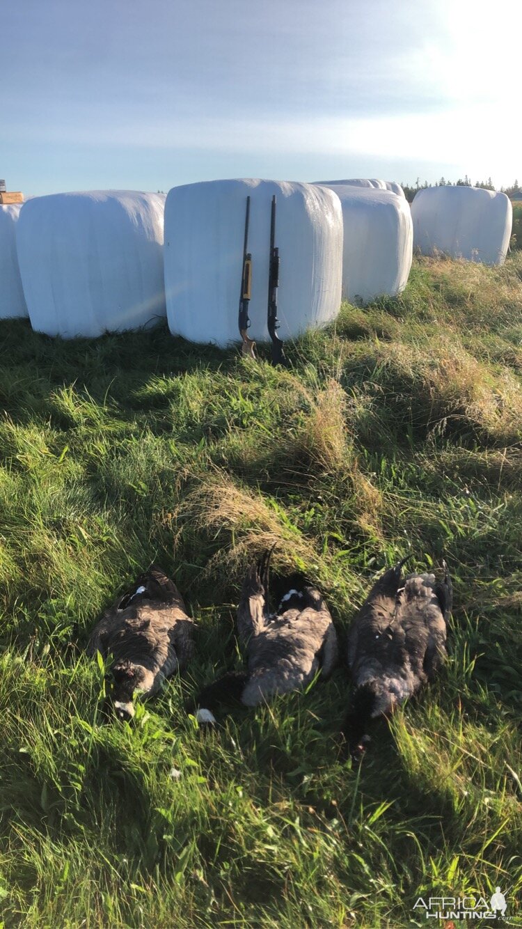 Canada Hunt Goose