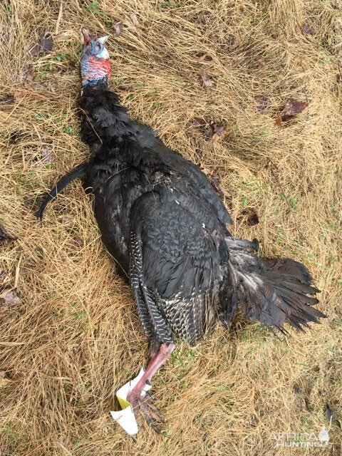 Canada Hunt Turkey