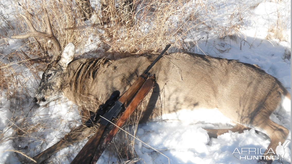 Canada Hunt White-tailed Deer