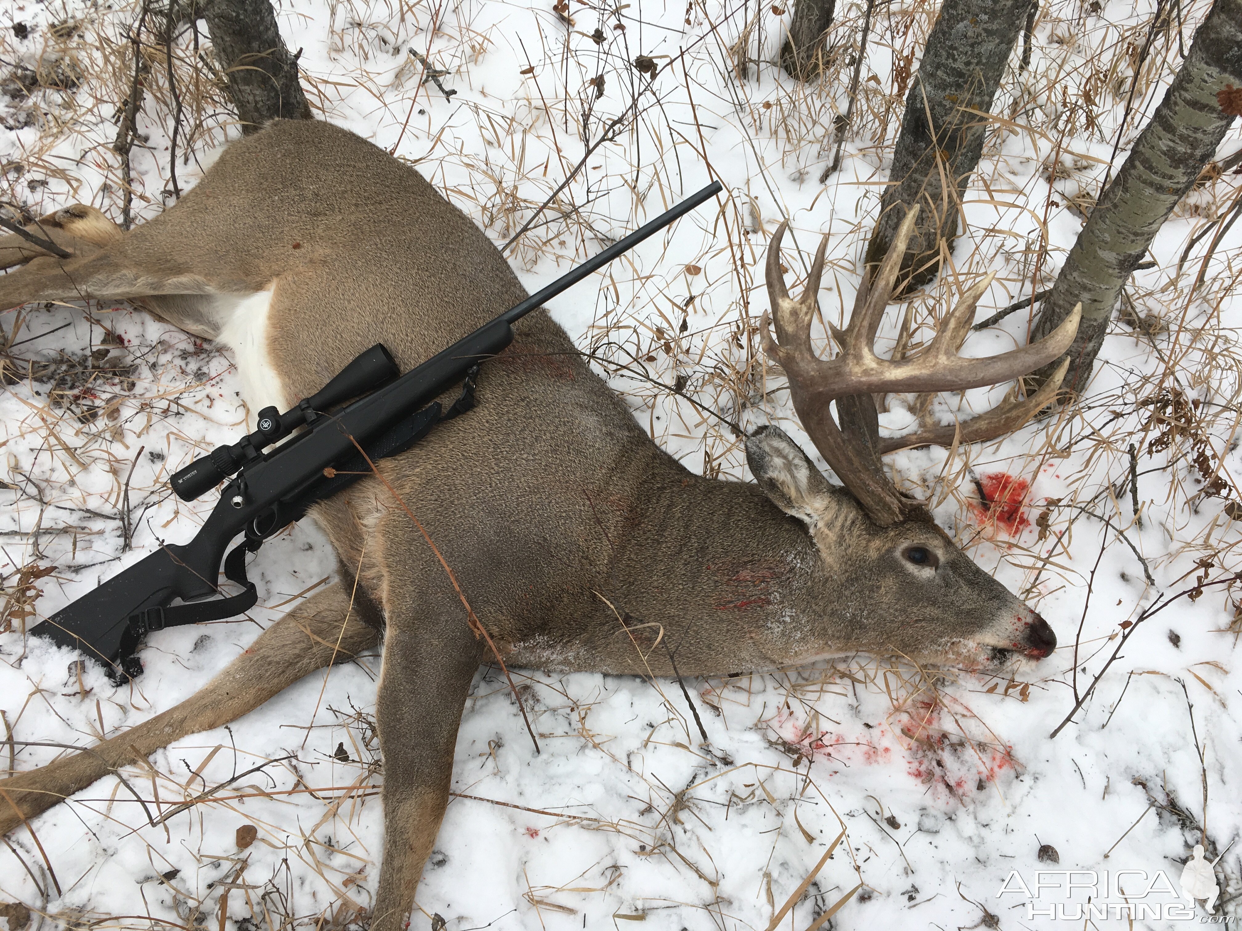 Canada Hunt Whitetail Deer