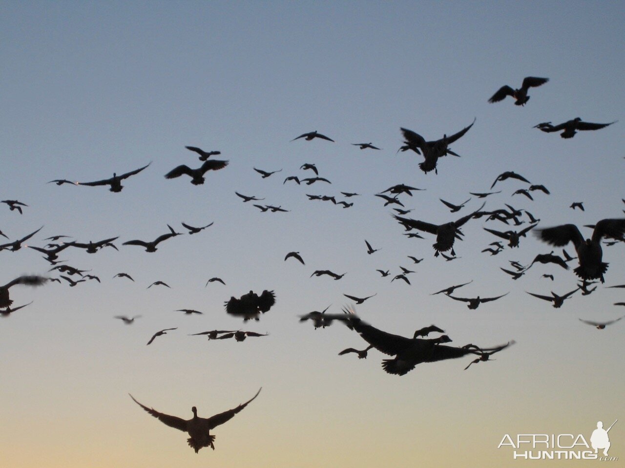 Canada Hunting Geese