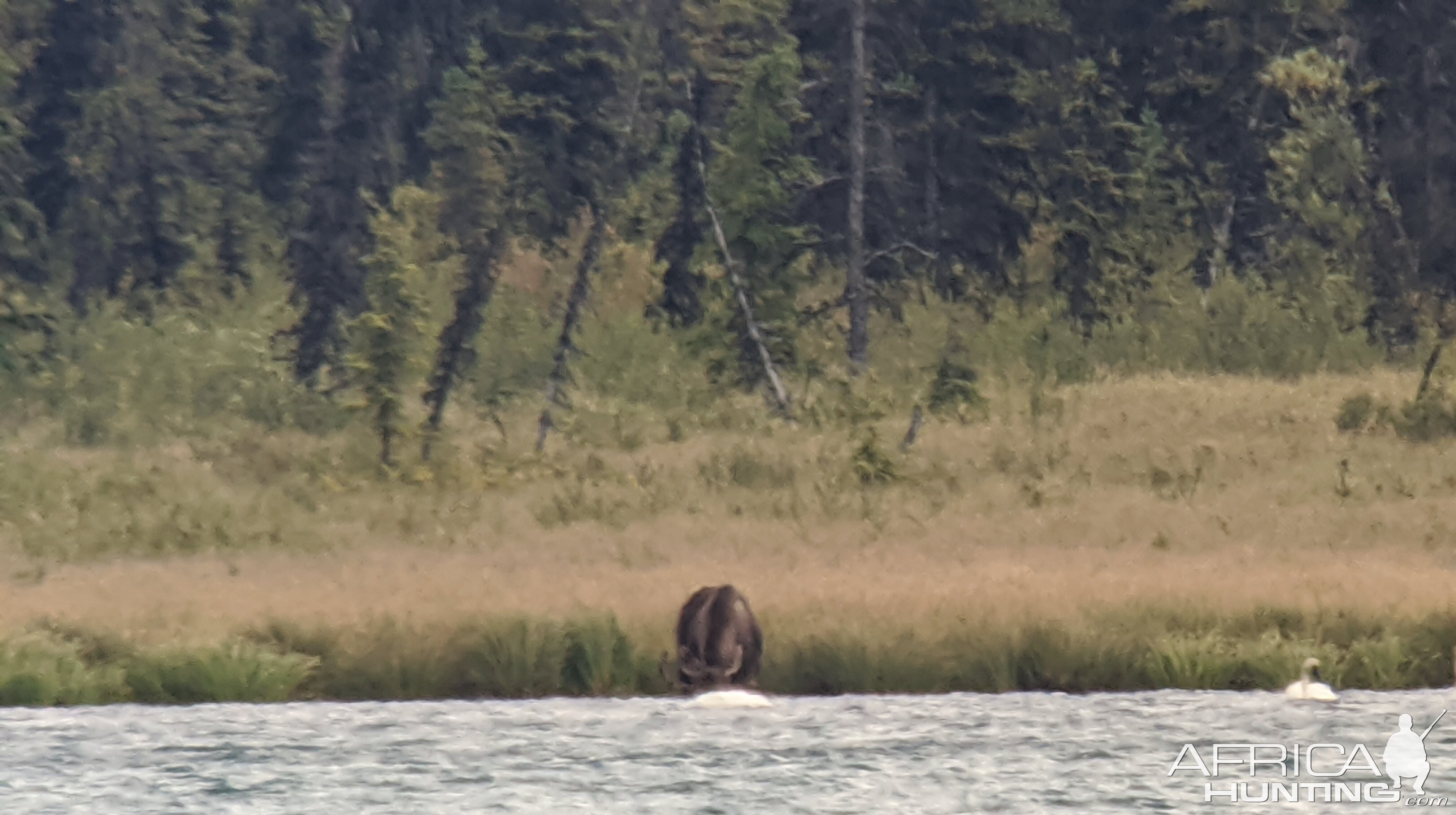 Canada Northern British Columbia Goat & Moose Hunt