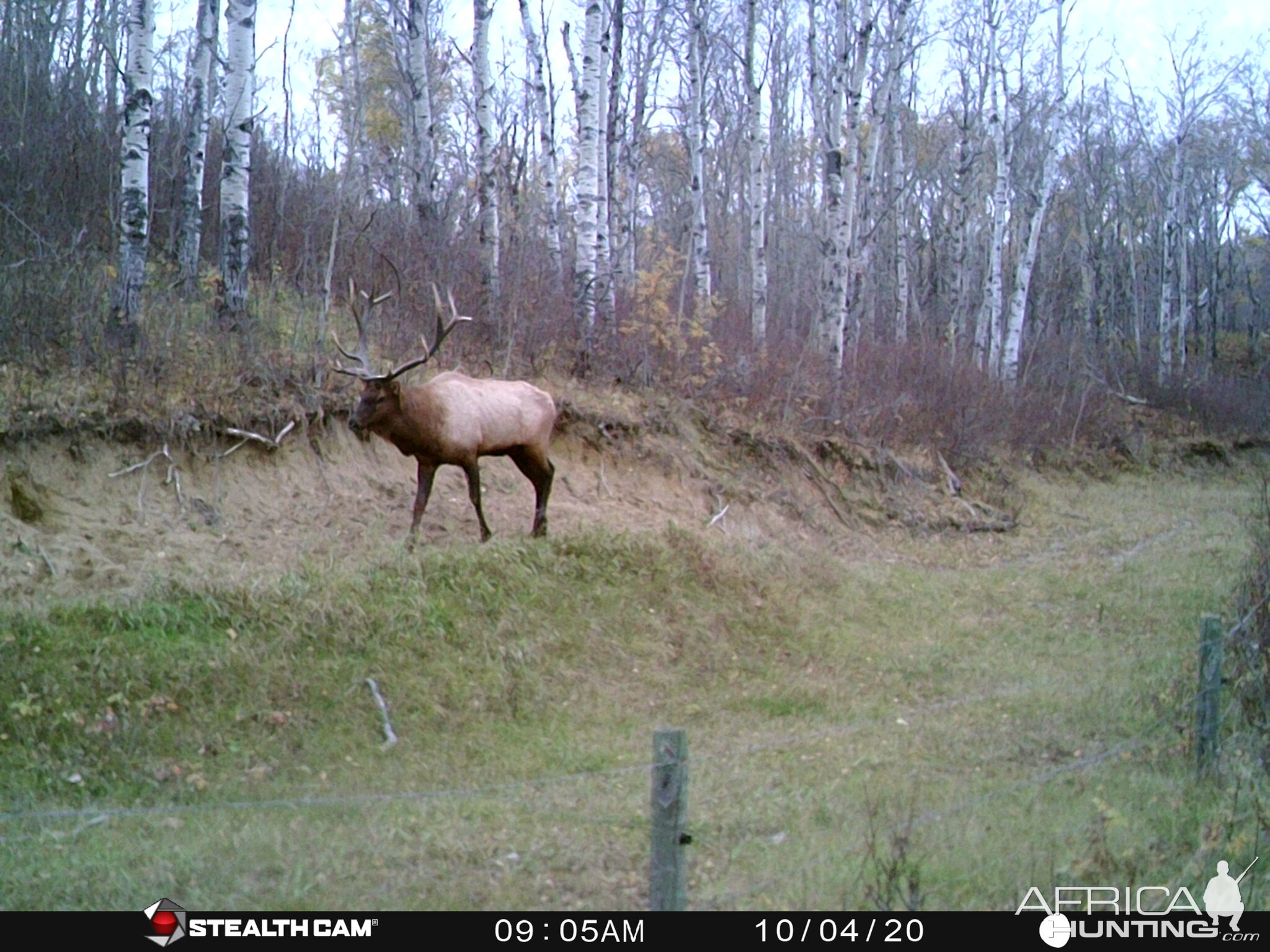 Canada Trail Cam Pictures Elk