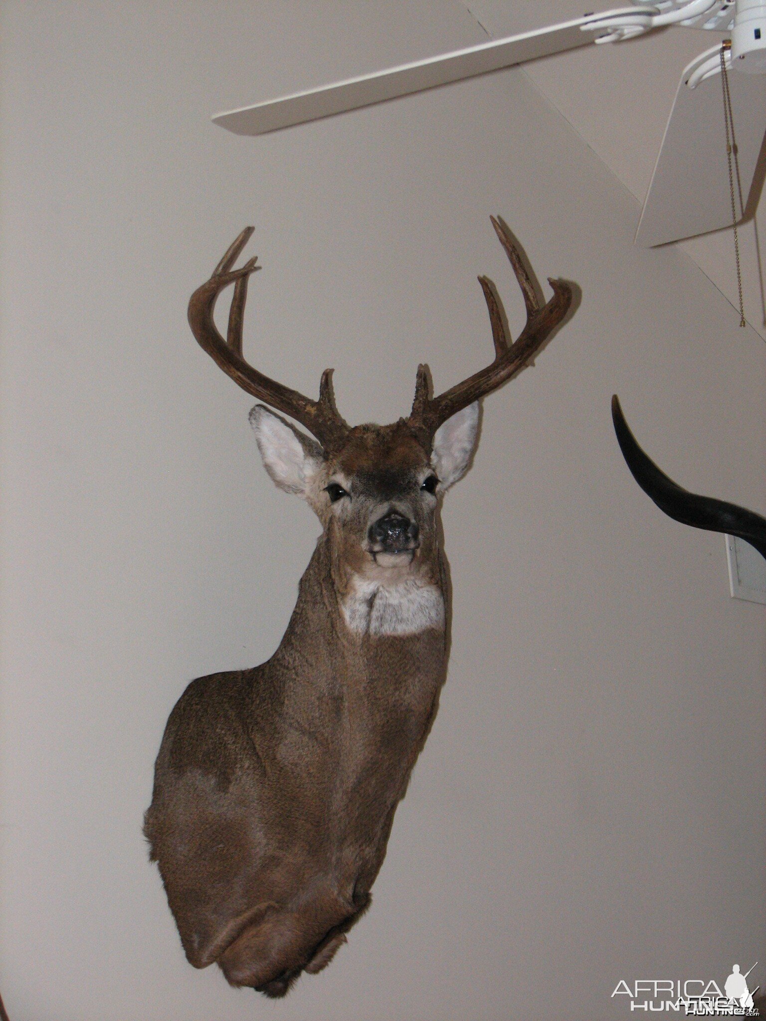 Canada Whitetail