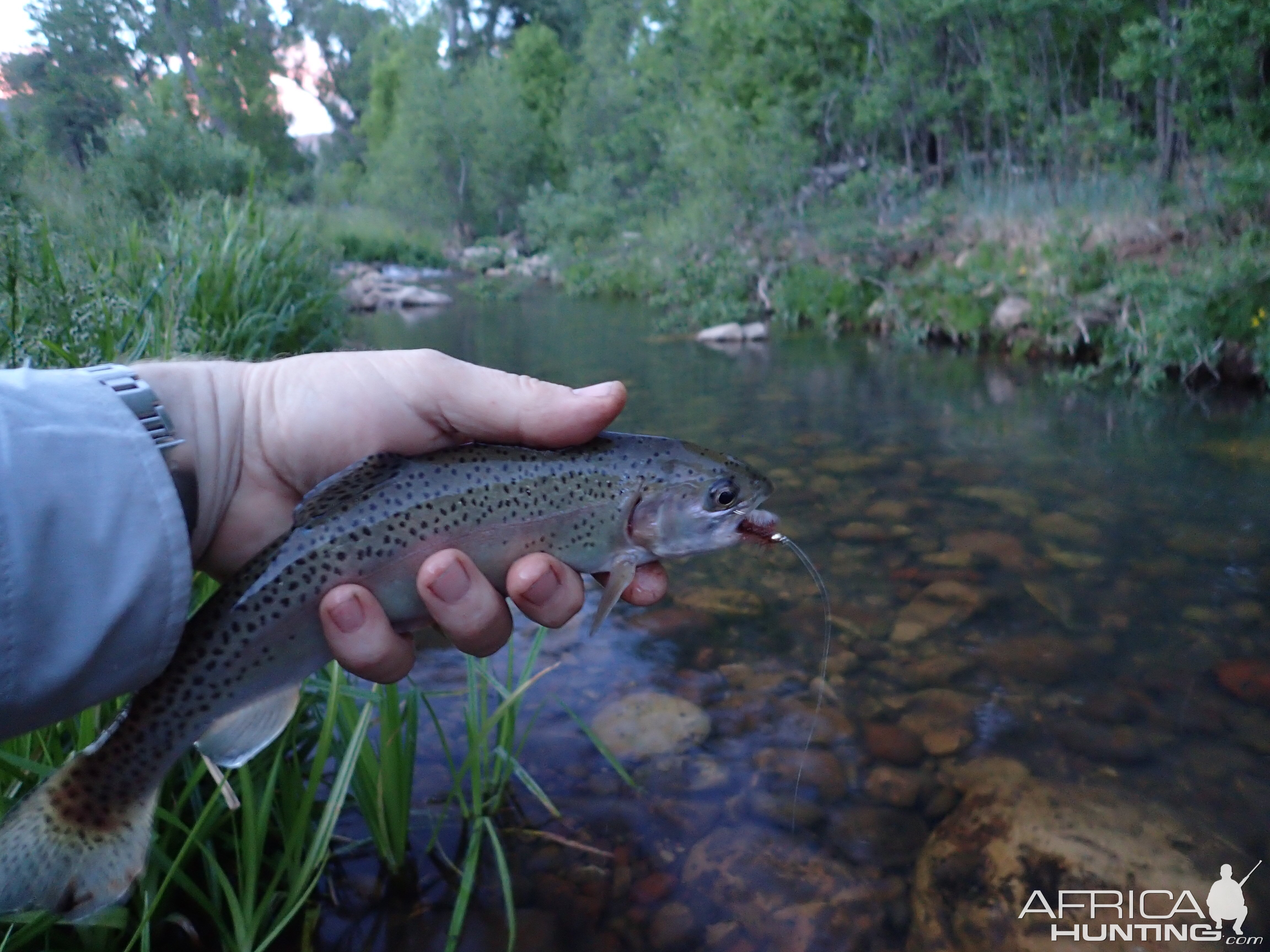 Canyon Creek Arizona USA Fishing Rainbow Trout