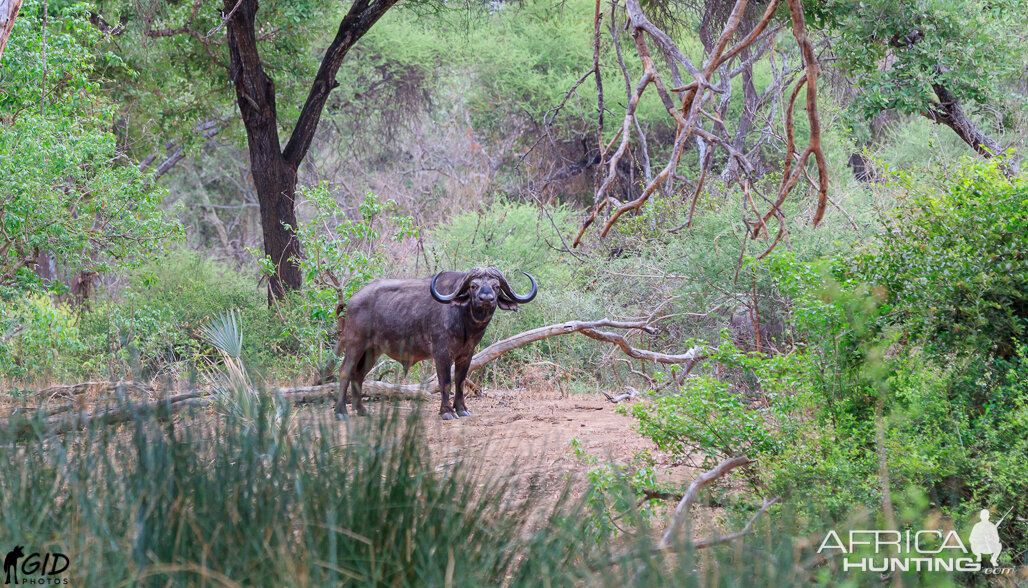 Cape Buff in the Limpopo Riverine Forest