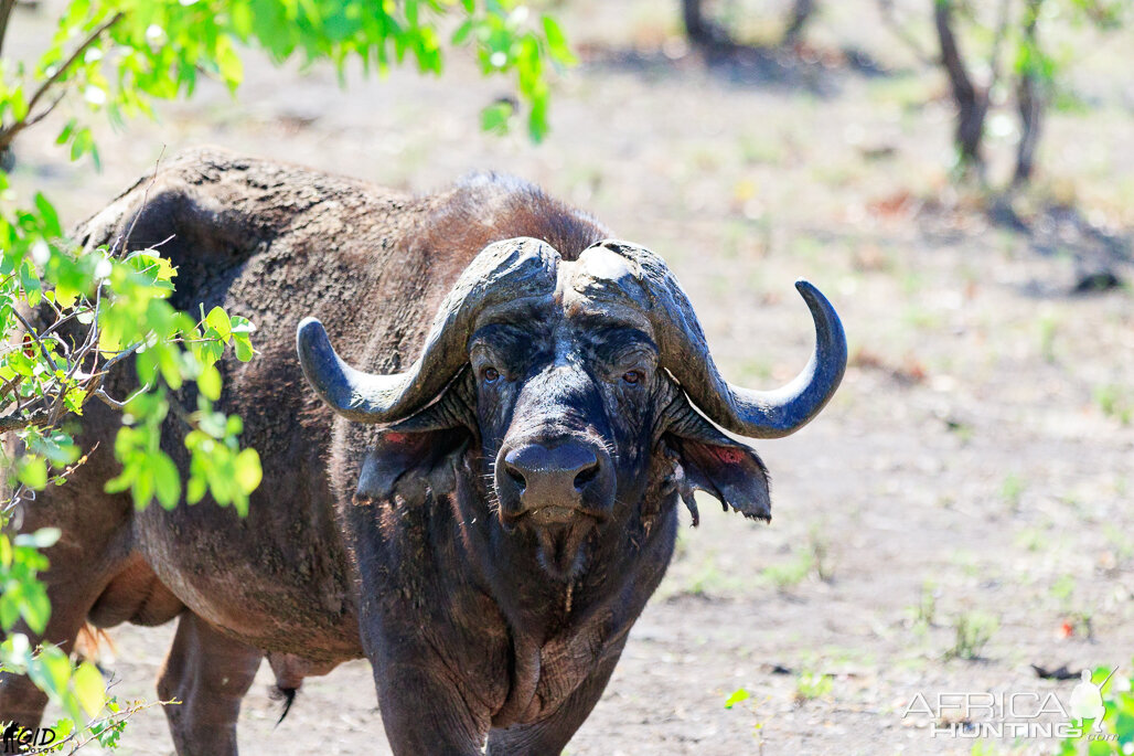 Cape Buff in the Mopani