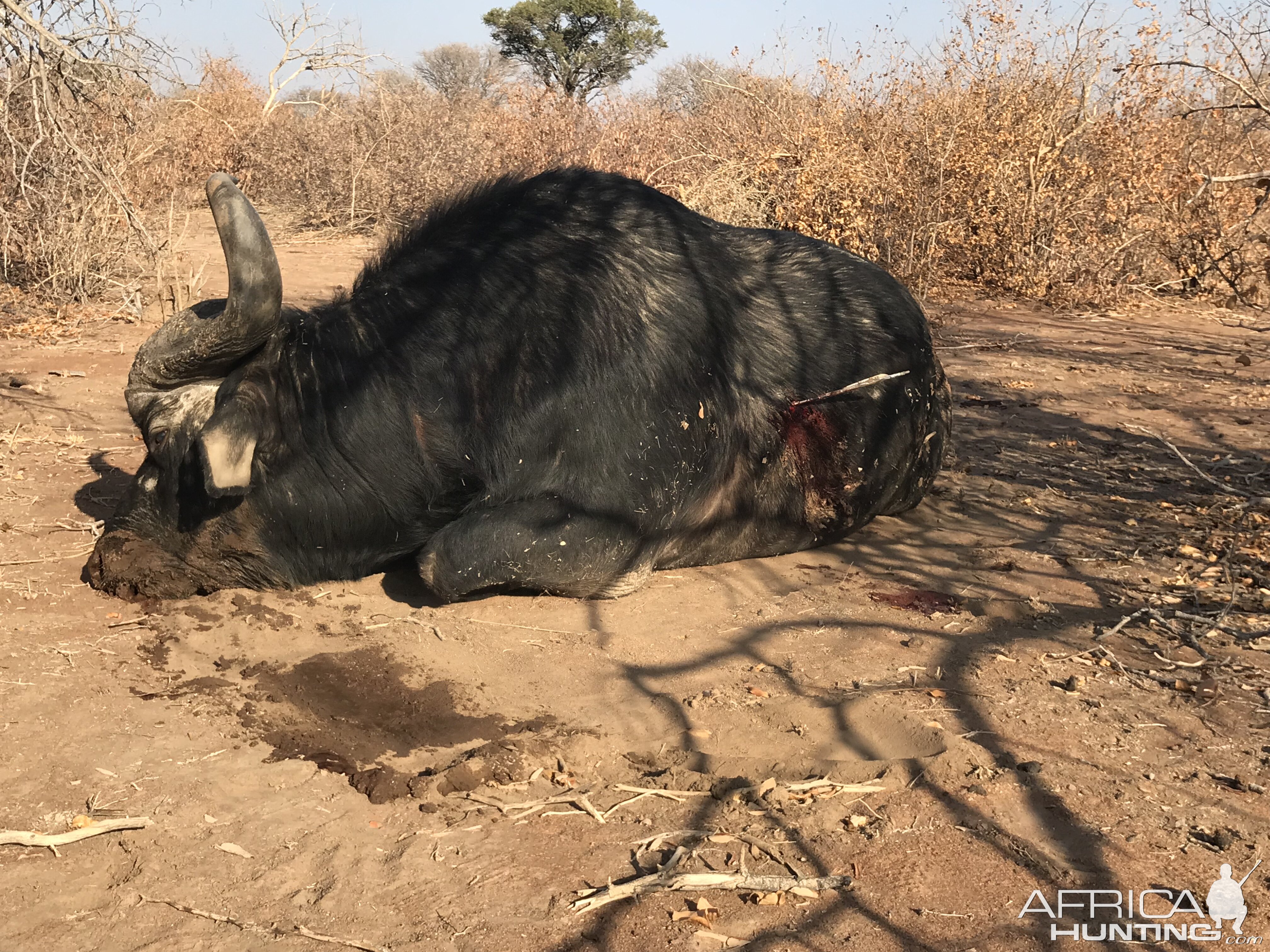 Cape Buffalo Bow Hunt South Africa