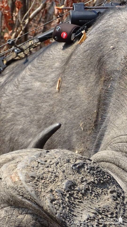 Cape Buffalo Bow Hunt