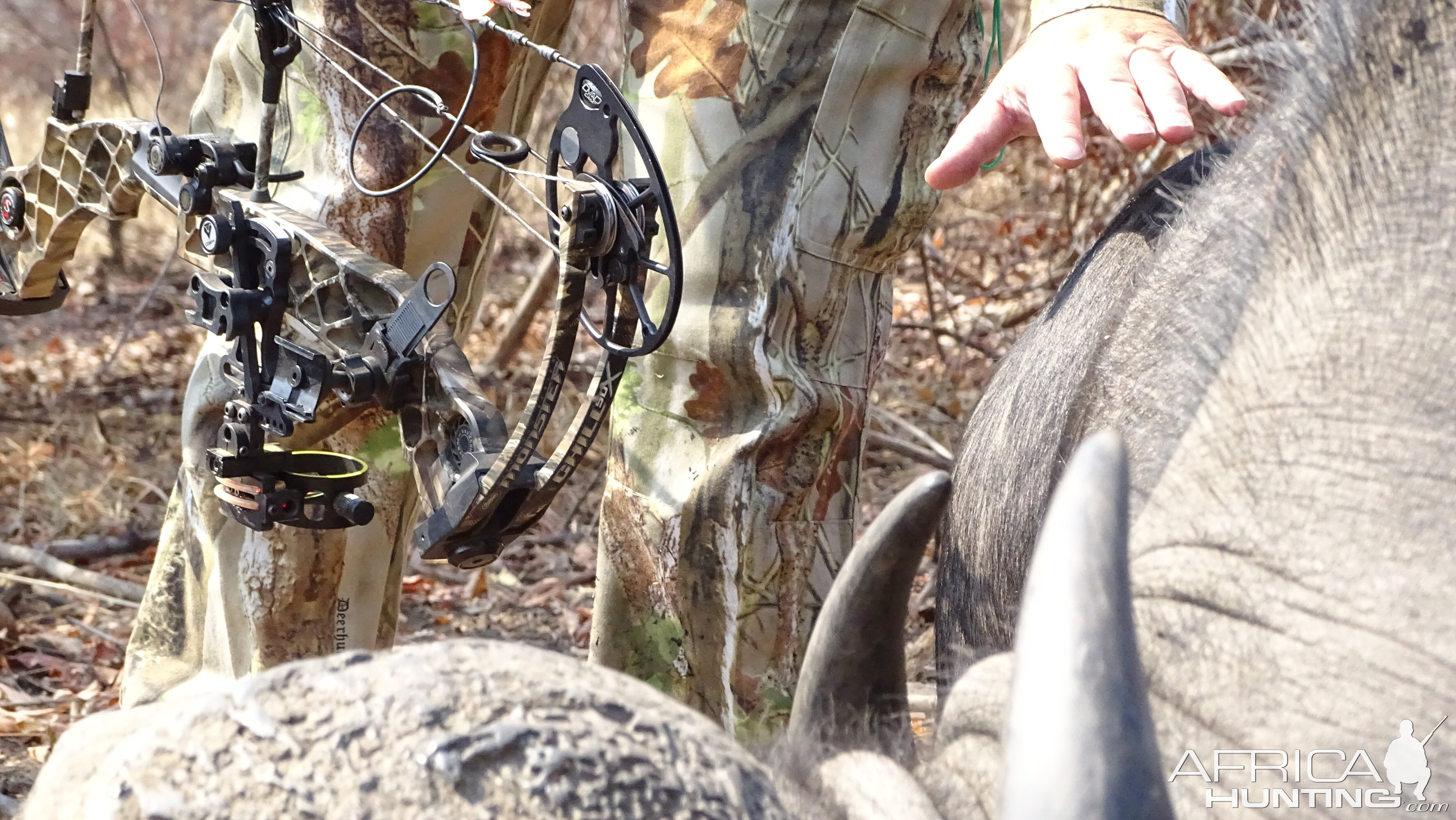 Cape Buffalo Bow Hunt