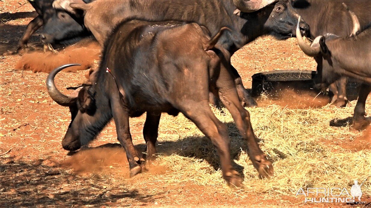 Cape Buffalo Bow Hunting South Africa