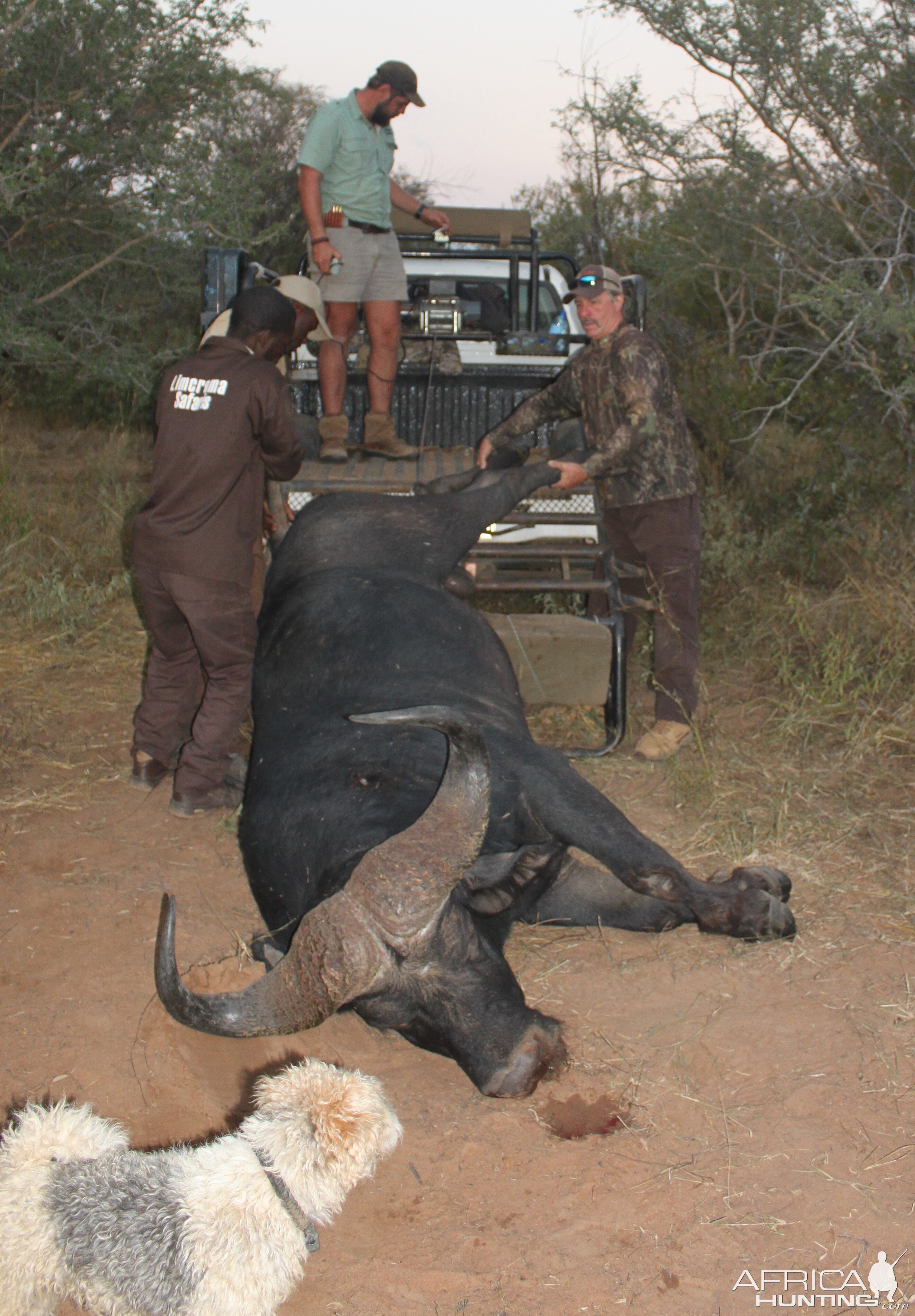 Cape Buffalo Bowhunt South Africa