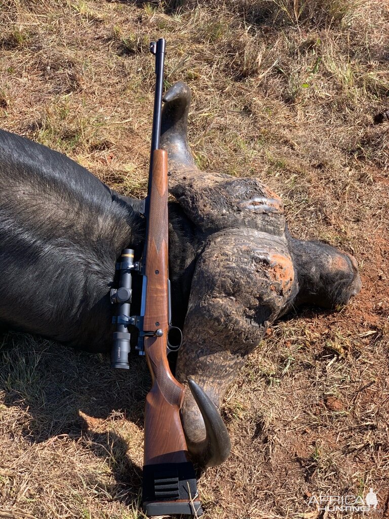 Cape Buffalo Bull Hunt South Africa