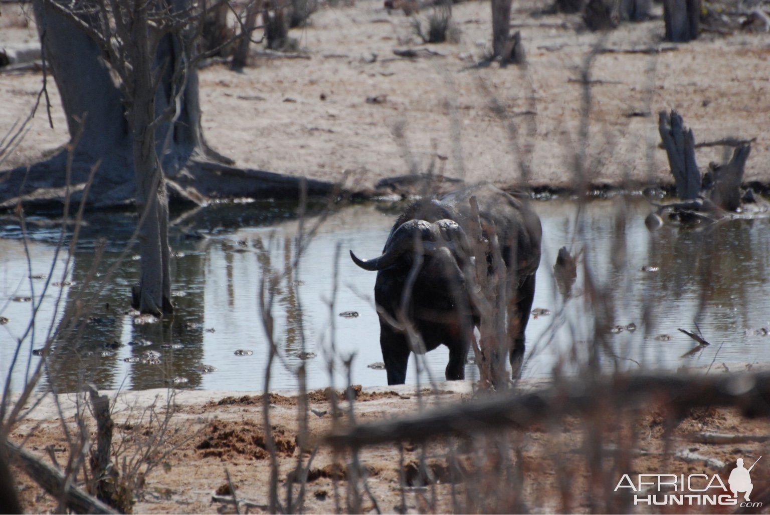 Cape Buffalo Bull