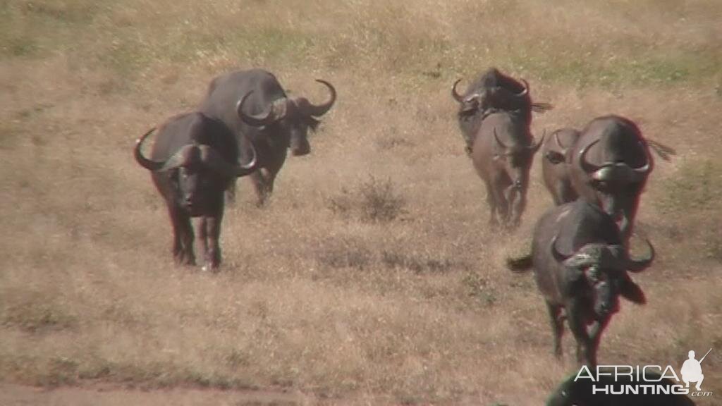 Cape Buffalo Bull