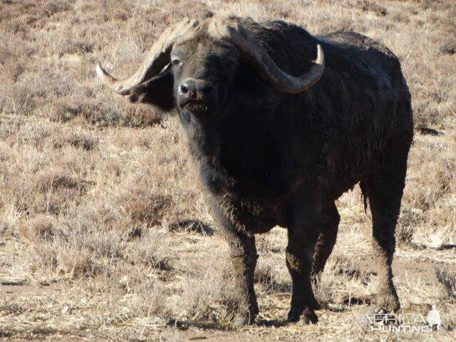 Cape Buffalo Bull