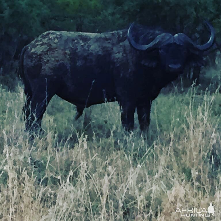 Cape Buffalo Bull