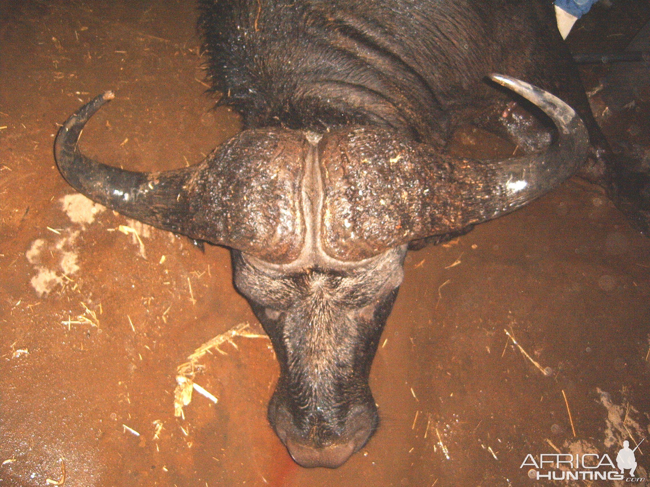 Cape Buffalo - Bushwack Safaris