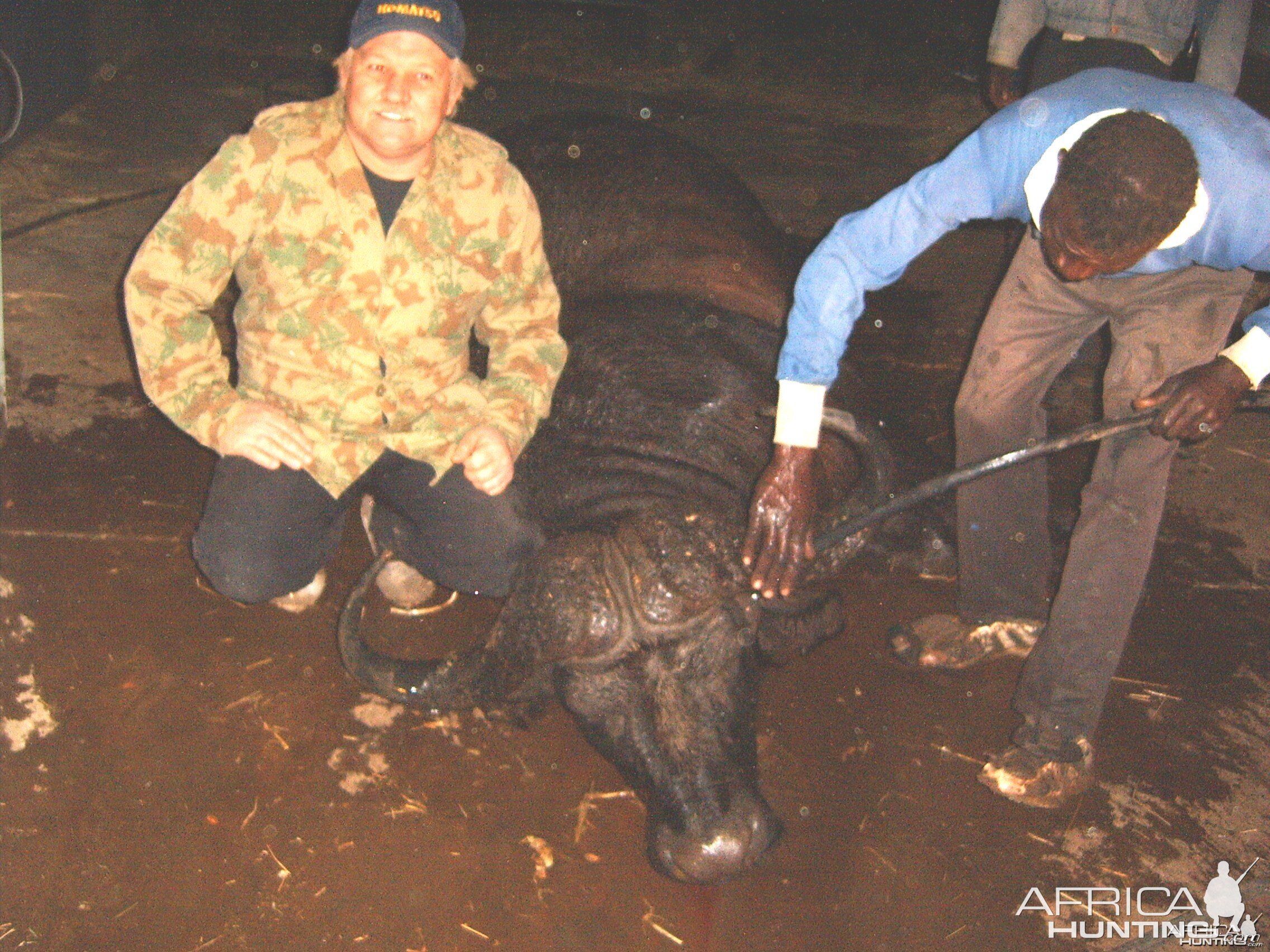 Cape Buffalo -  Bushwack Safaris