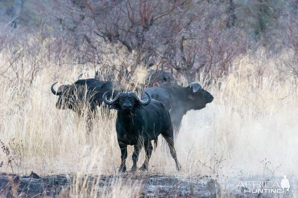 Cape Buffalo Bwabwata East Caprivi Namibia