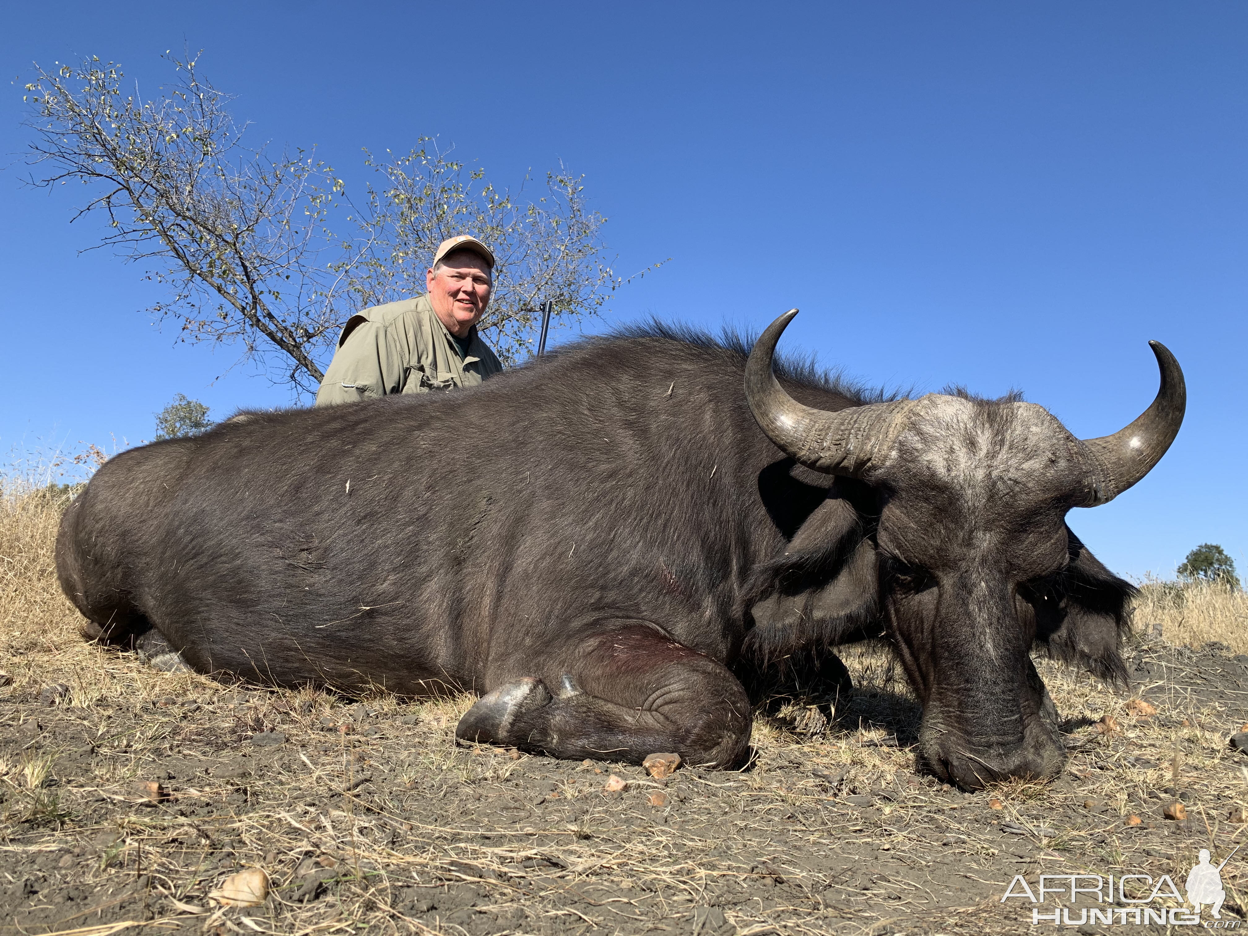 Cape Buffalo Cow Hunt South Africa