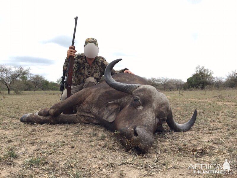 Cape Buffalo Cow Hunt