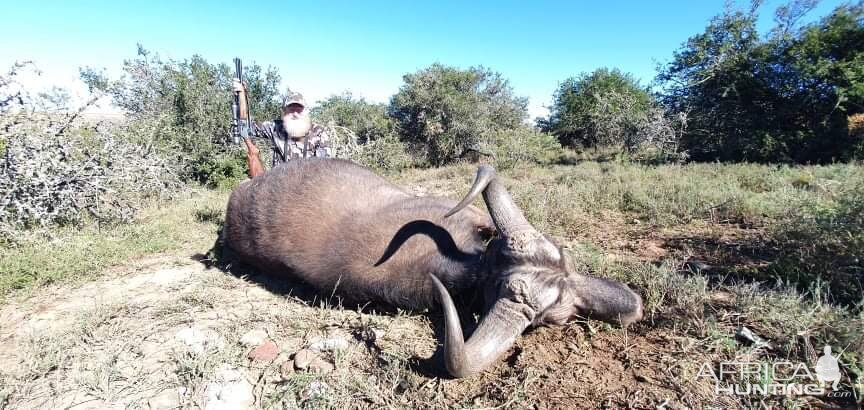 Cape Buffalo Cow Hunting South Africa