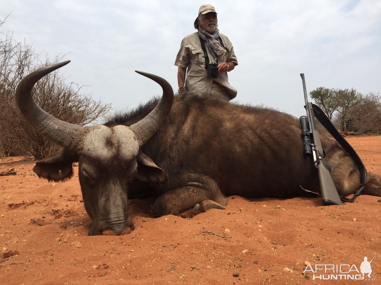 Cape Buffalo Cow Hunting South Africa