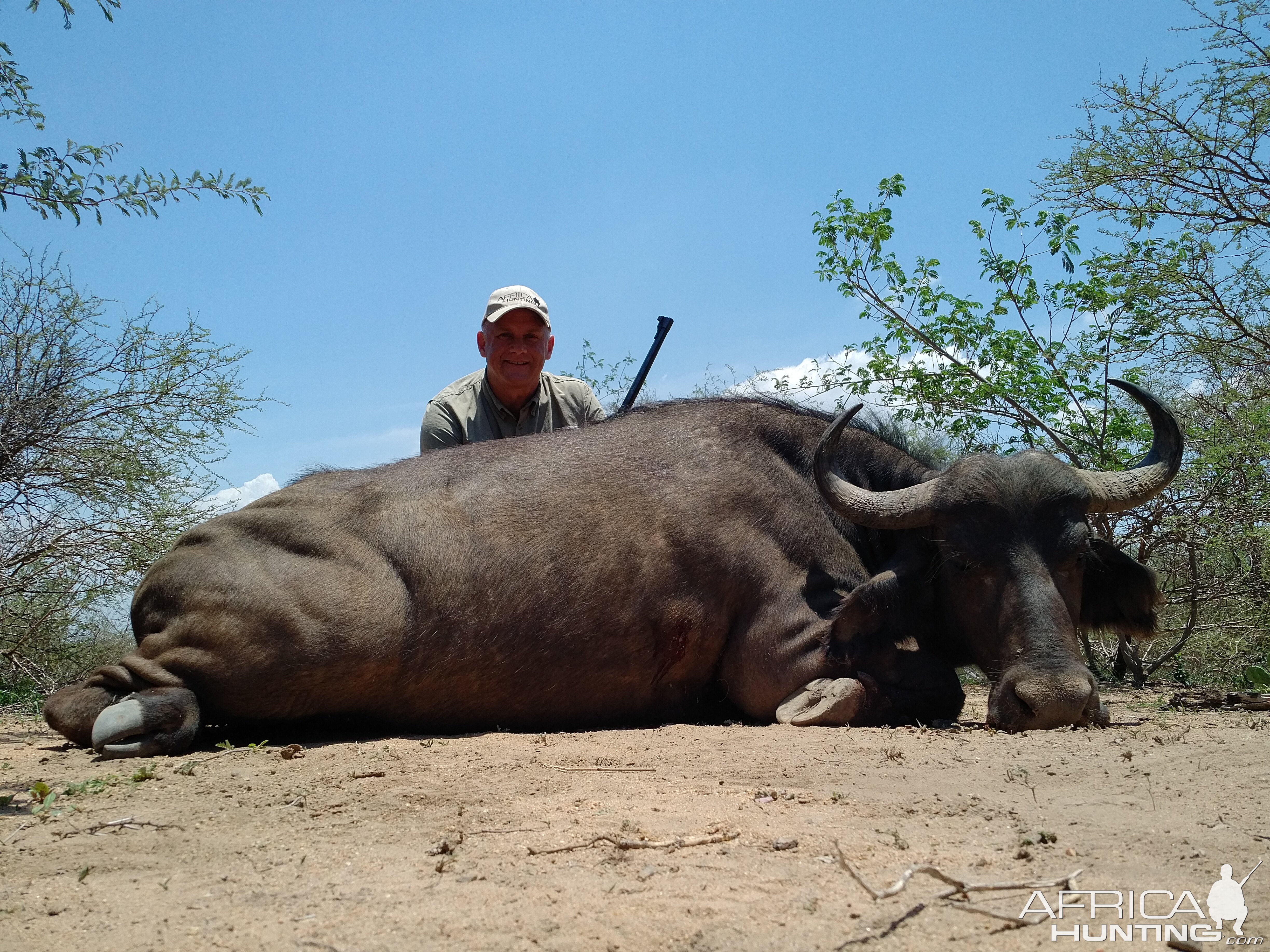 Cape Buffalo Cow South Africa Hunt