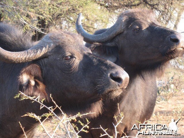 Cape Buffalo Cows