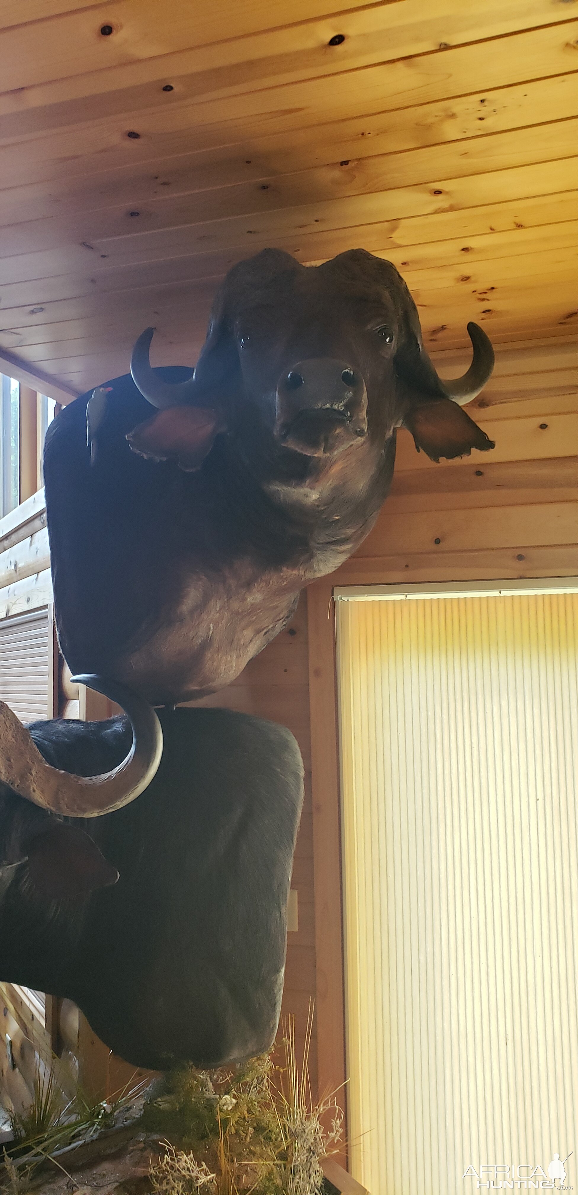 Cape Buffalo Double Pedestal Mount Taxidermy