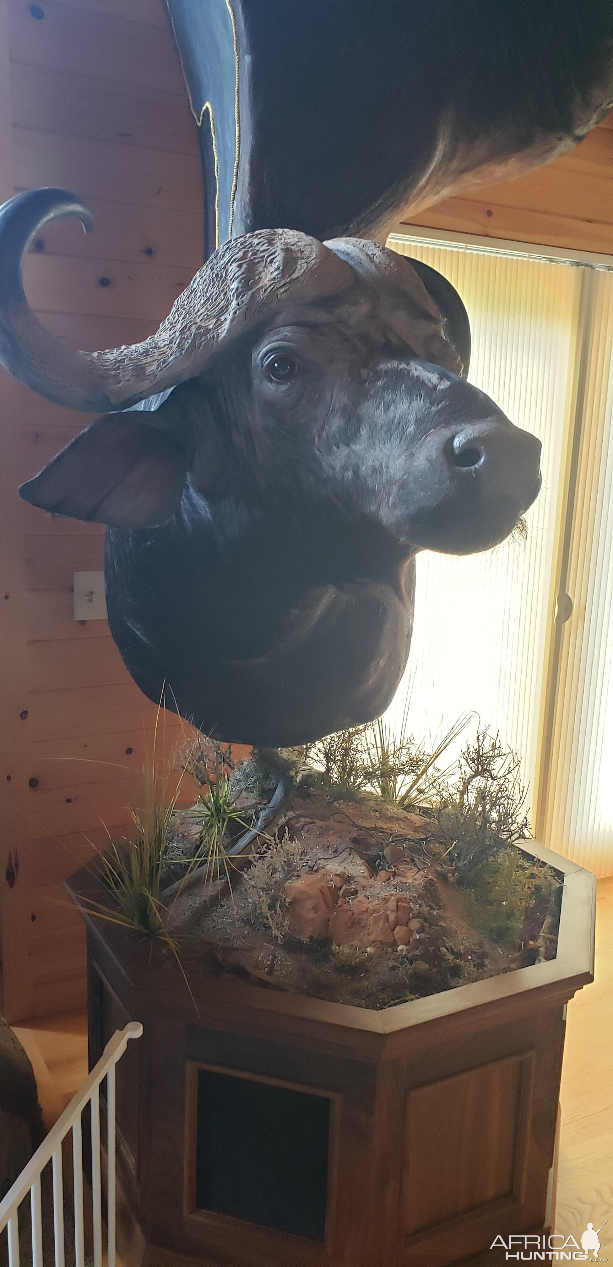 Cape Buffalo Double Pedestal Mount Taxidermy