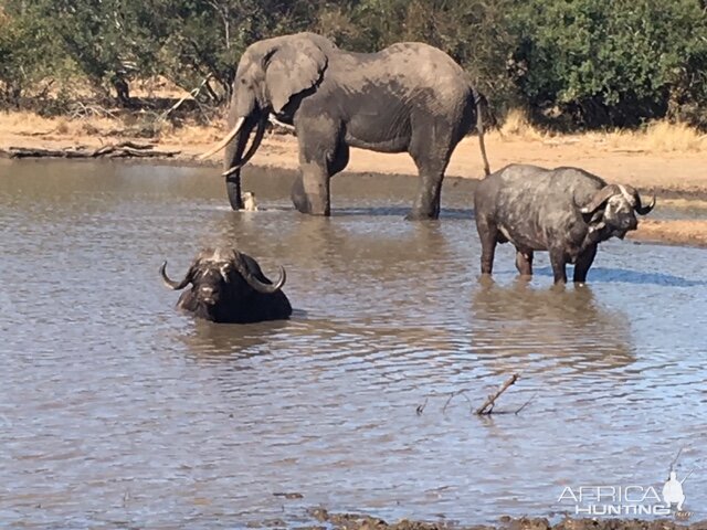 Cape Buffalo & Elephant in South Africa