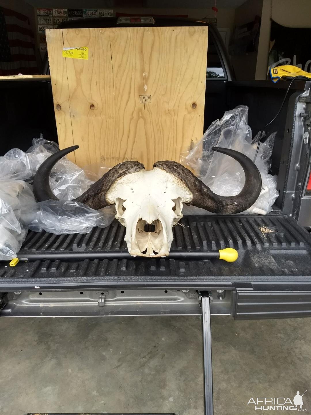 Cape Buffalo European Skull Mount Taxidermy