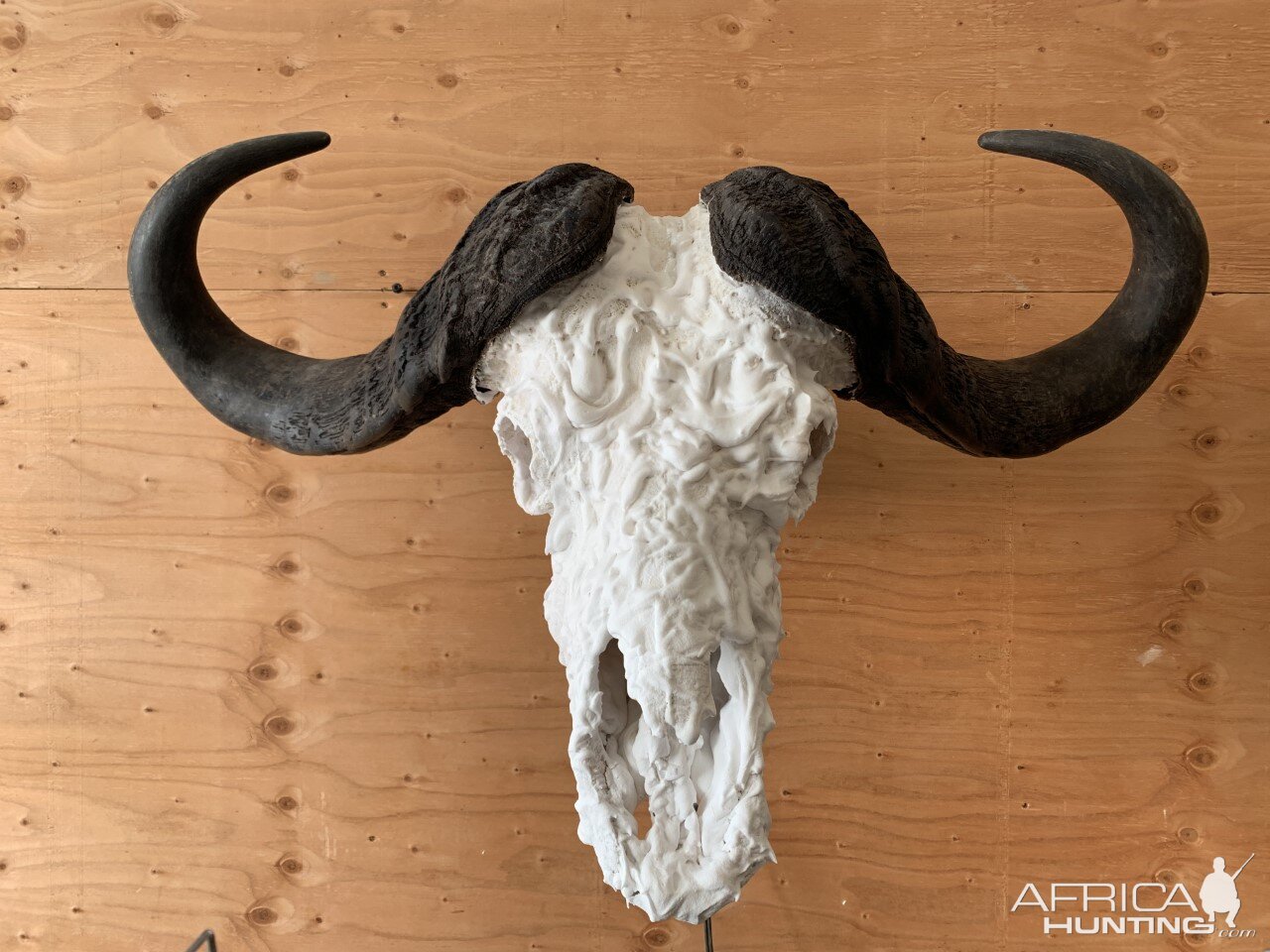 Cape Buffalo European Skull Mount