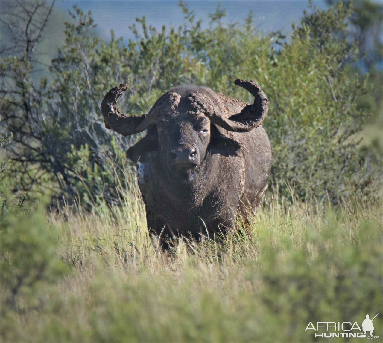 Cape Buffalo Freestate Province South Africa