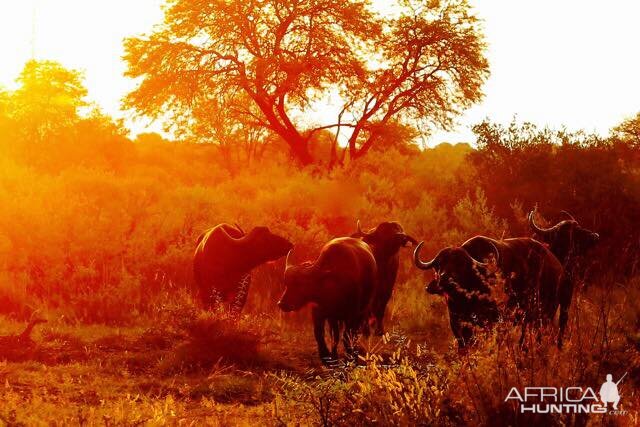 Cape Buffalo herd grazing under the African sunset