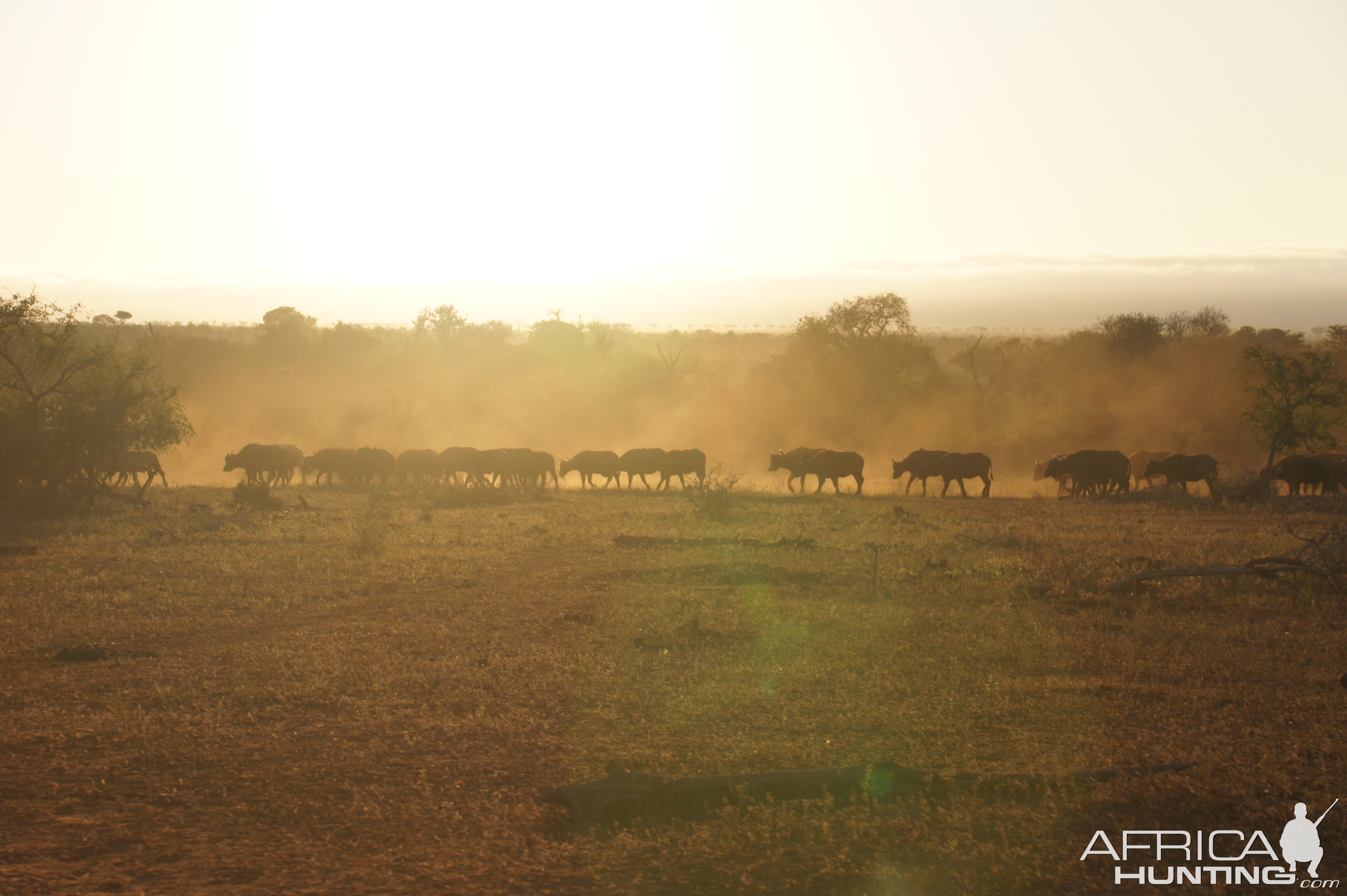 Cape Buffalo herd Leaving the waterhole