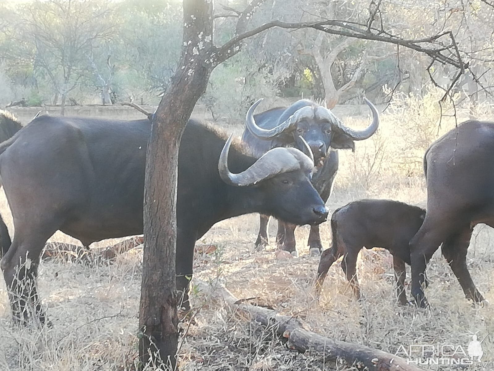 Cape Buffalo Herd South Africa