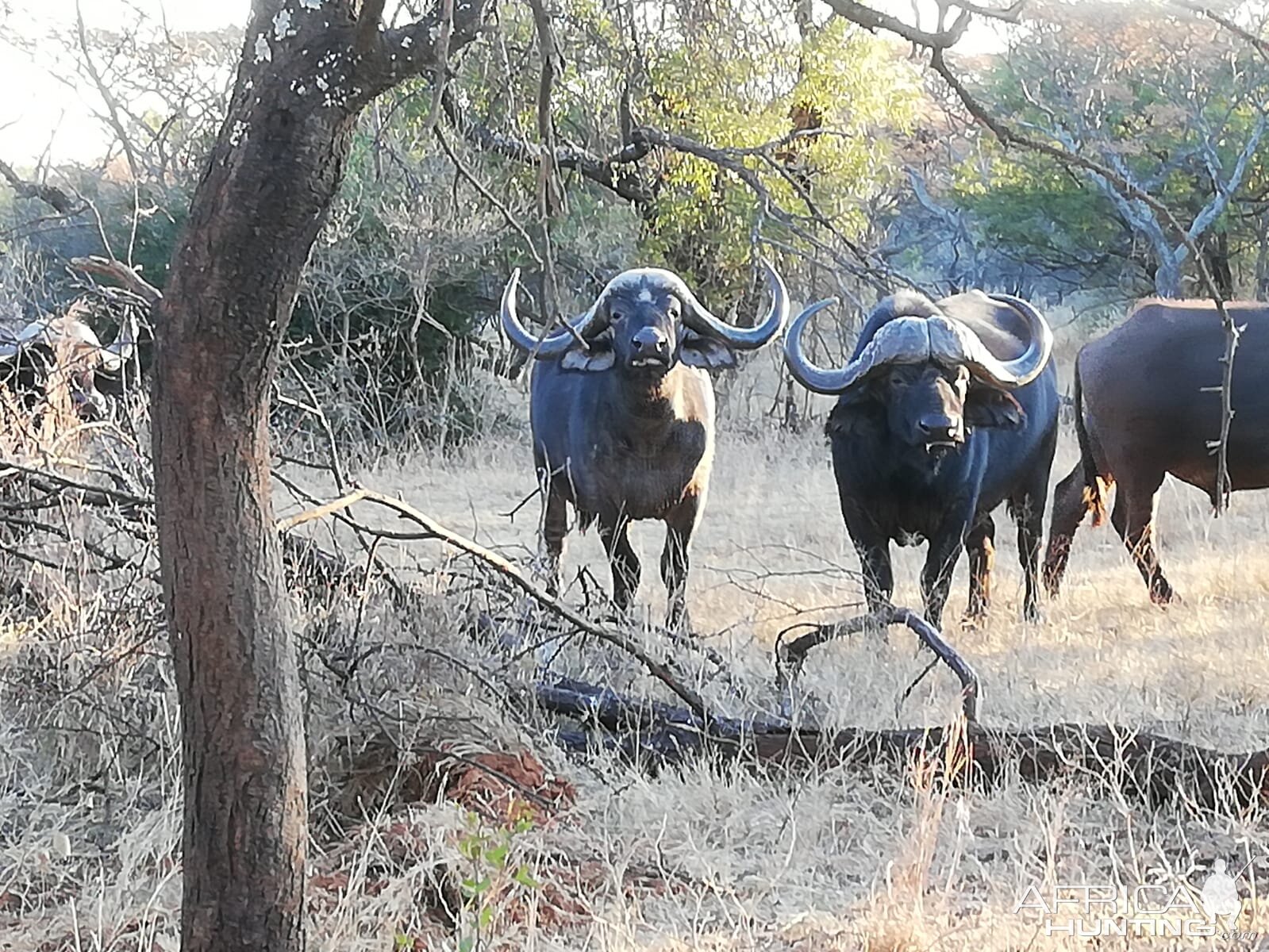 Cape Buffalo Herd South Africa