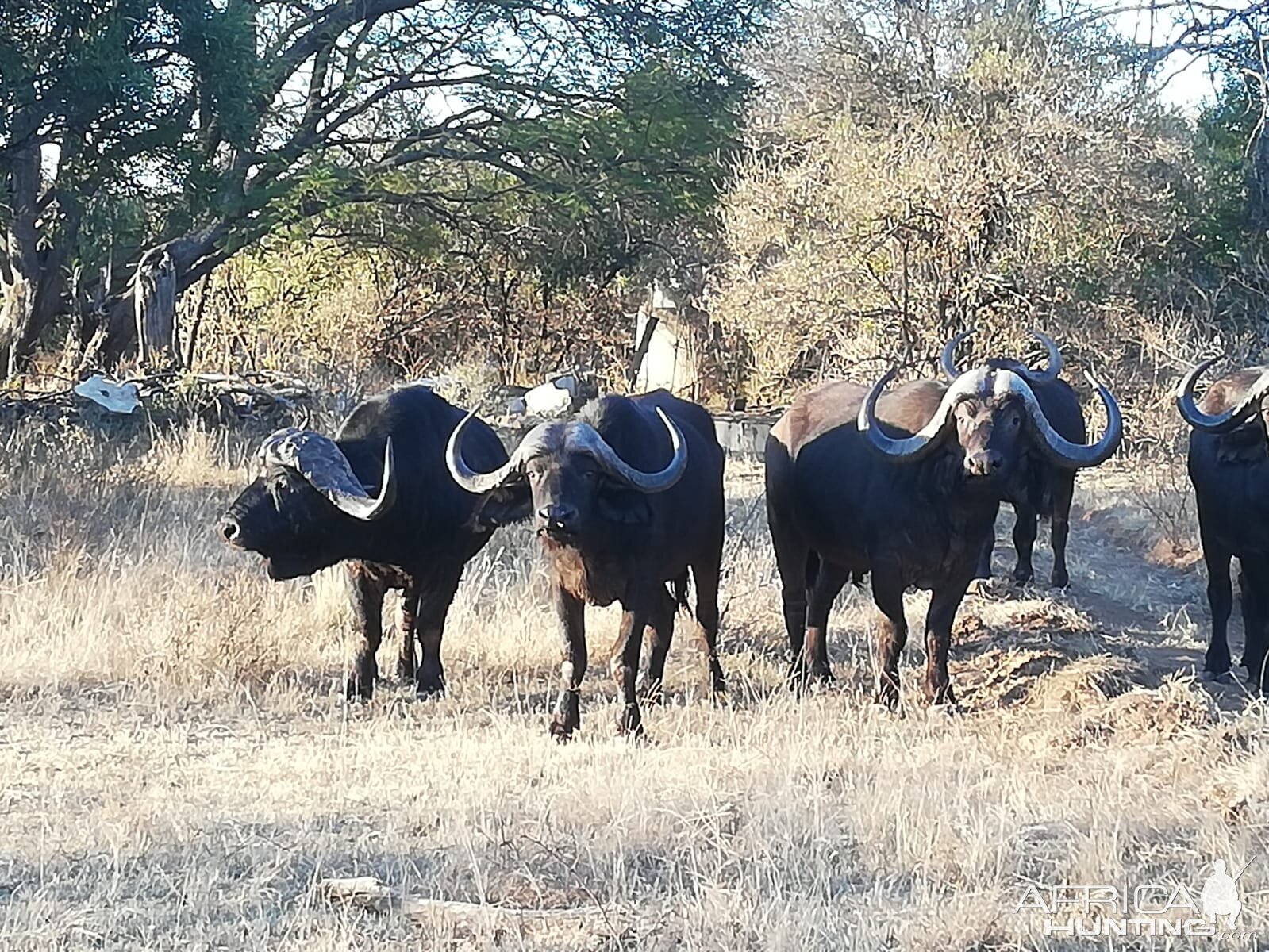 Cape Buffalo Herd South Africa