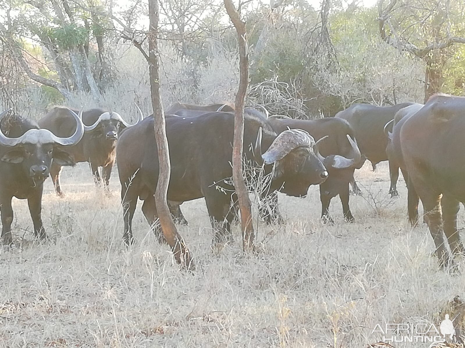 Cape Buffalo Herd South Africa