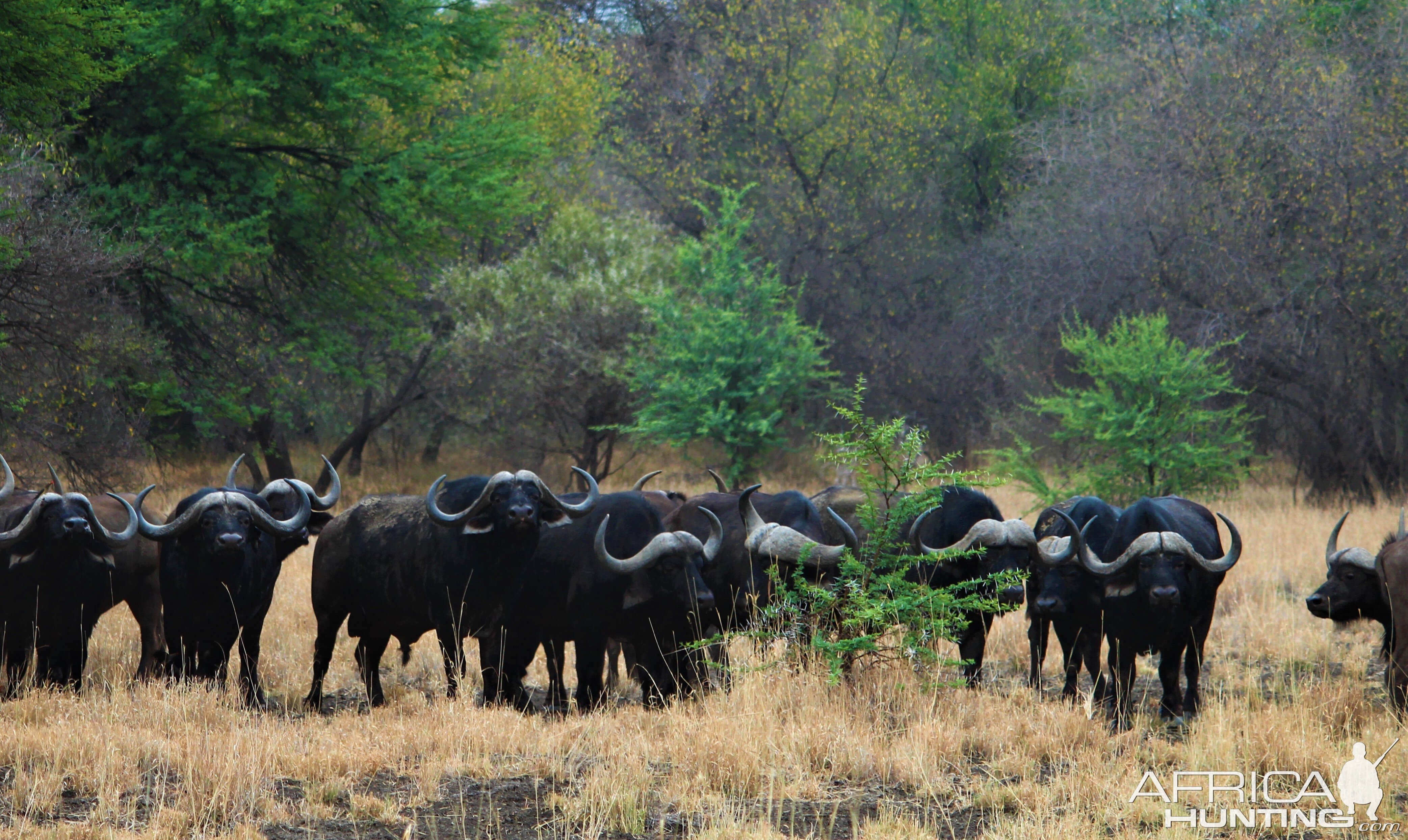 Cape Buffalo Herd South Africa