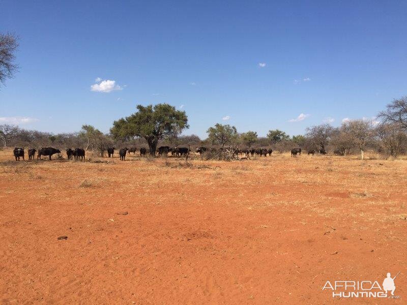 Cape Buffalo Herd South Africa